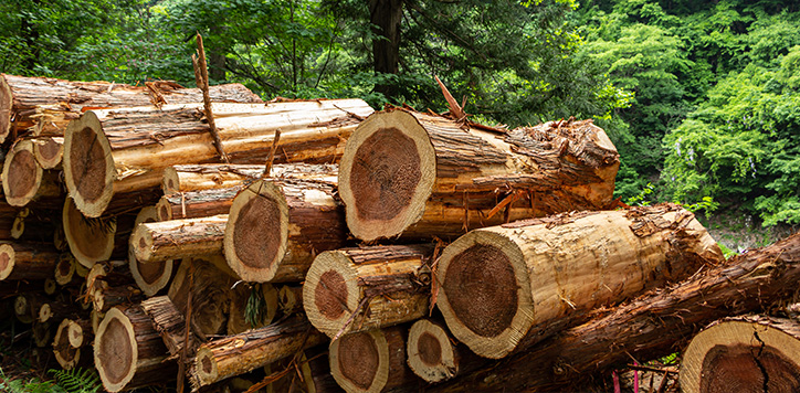 bois d'aménagement à Barbezieux-Saint-Hilaire en Charente (16) 