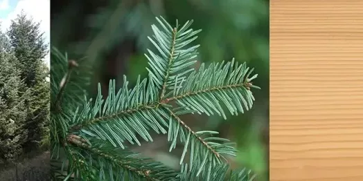 LE SAPIN DE FRANCE OU SAPIN DE PAYS