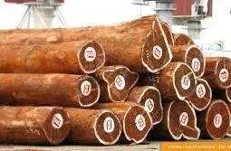 Bois Exotique